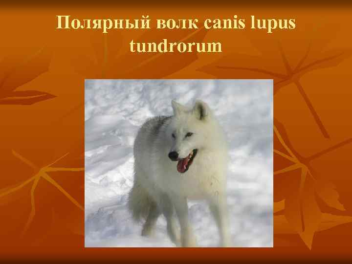 Полярный волк canis lupus tundrorum 