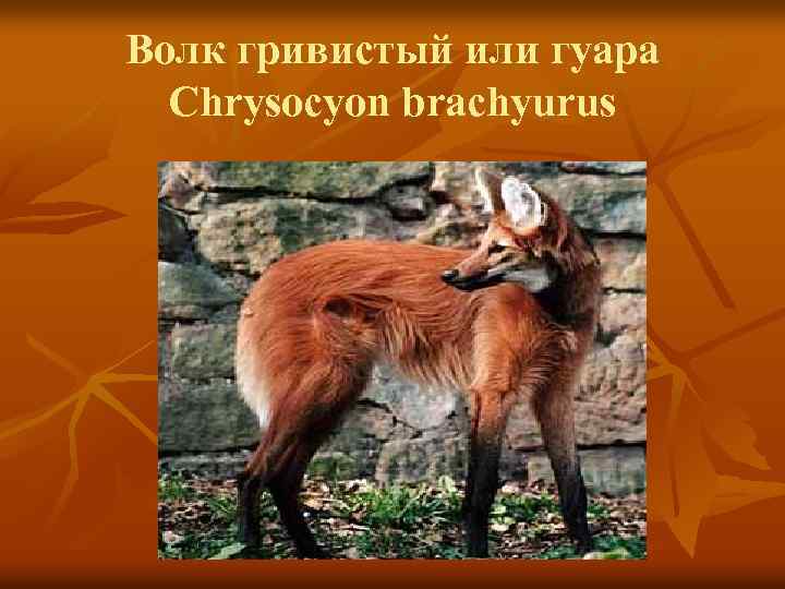 Волк гривистый или гуара Chrysocyon brachyurus 