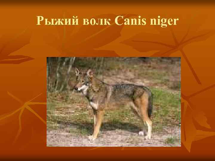 Рыжий волк Canis niger 