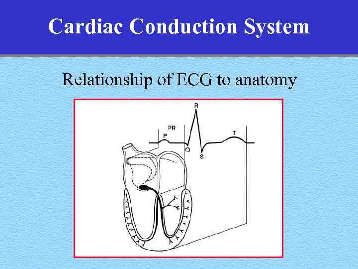 Cardiac Conduction System Relationship of ECG to anatomy 