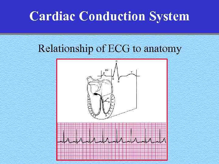 Cardiac Conduction System Relationship of ECG to anatomy 
