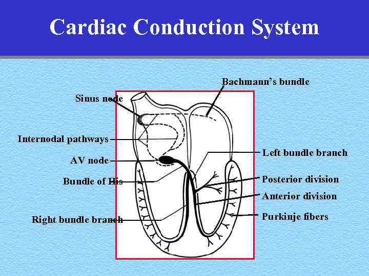 Cardiac Conduction System Bachmann’s bundle Sinus node Internodal pathways AV node Bundle of His