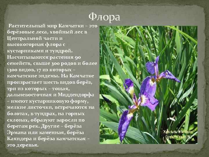 Флора Растительный мир Камчатки – это берёзовые леса, хвойный лес в Центральной части и