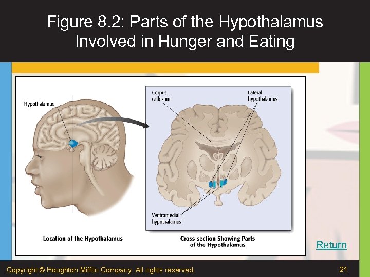 Figure 8. 2: Parts of the Hypothalamus Involved in Hunger and Eating Return Copyright