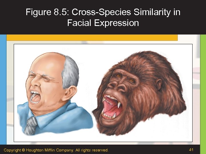 Figure 8. 5: Cross-Species Similarity in Facial Expression Copyright © Houghton Mifflin Company. All
