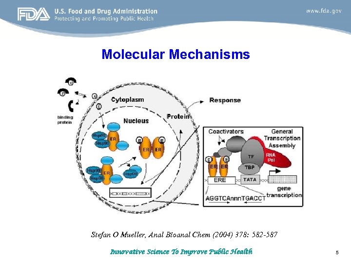 Molecular Mechanisms Stefan O Mueller, Anal Bioanal Chem (2004) 378: 582 -587 Innovative Science