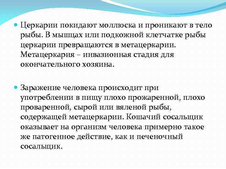  Церкарии покидают моллюска и проникают в тело рыбы. В мышцах или подкожной клетчатке