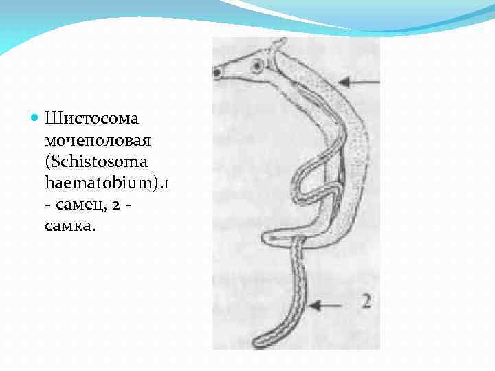 Кровяной сосальщик строение рисунок