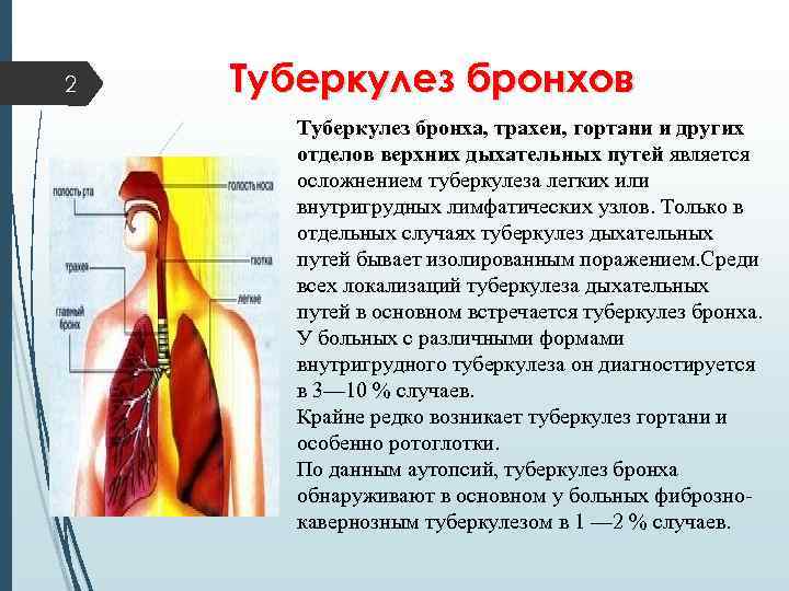 2 Туберкулез бронхов Туберкулез бронха, трахеи, гортани и других отделов верхних дыхательных путей является