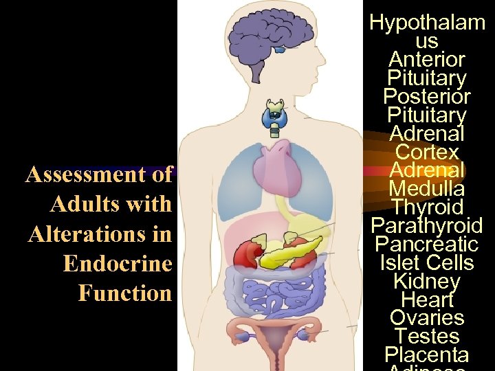 Assessment of Adults with Alterations in Endocrine Function Hypothalam us Anterior Pituitary Posterior Pituitary