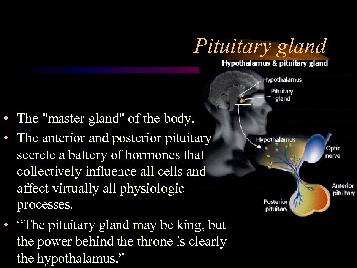 Pituitary gland • The 