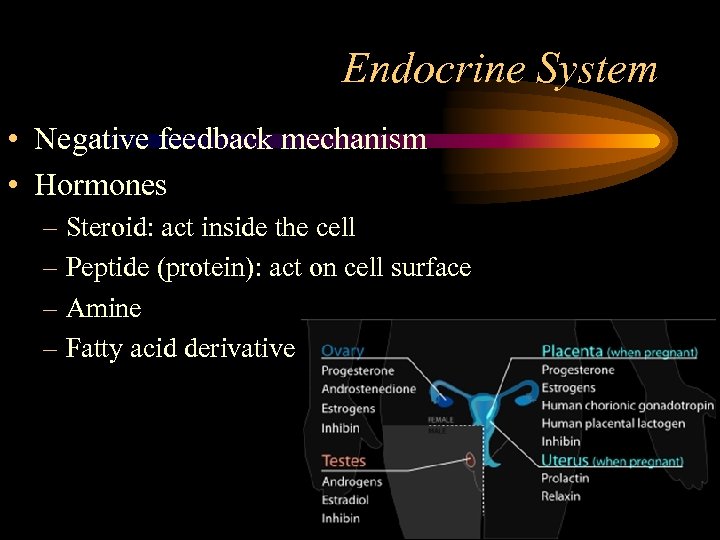 Endocrine System • Negative feedback mechanism • Hormones – Steroid: act inside the cell