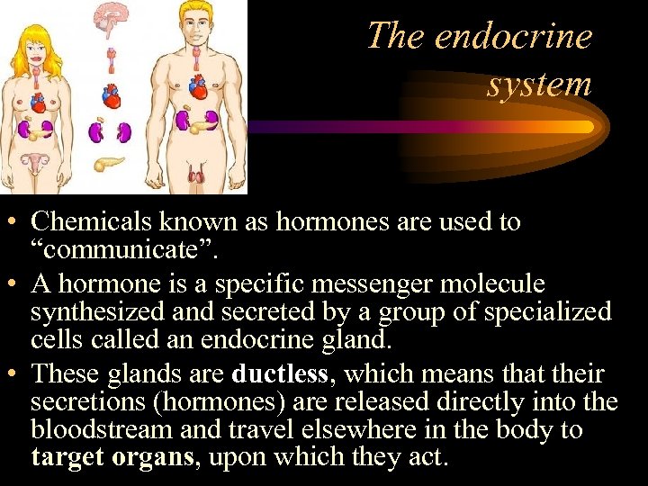 The endocrine system • Chemicals known as hormones are used to “communicate”. • A