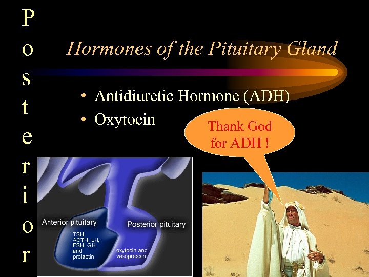 P o s t e r i o r Hormones of the Pituitary Gland