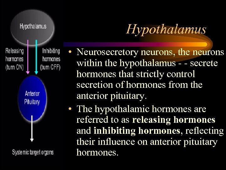 Hypothalamus • Neurosecretory neurons, the neurons within the hypothalamus - - secrete hormones that