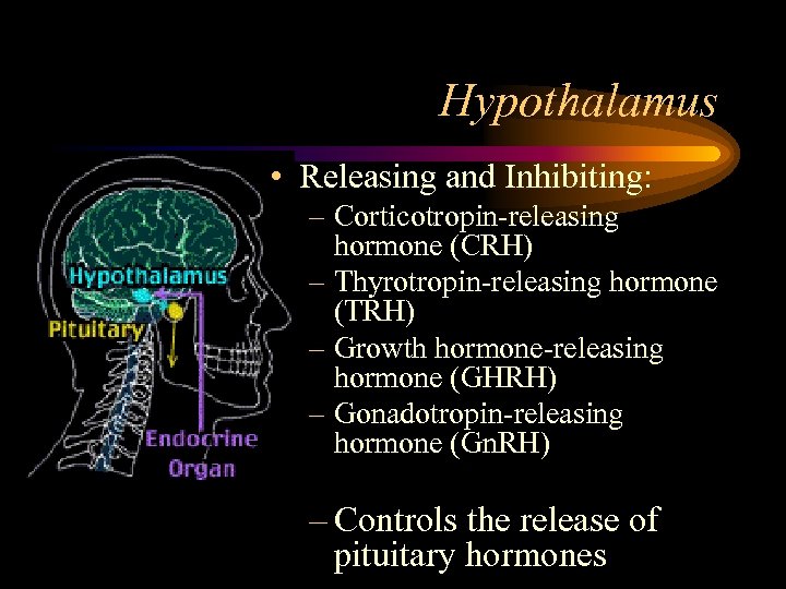 Hypothalamus • Releasing and Inhibiting: – Corticotropin-releasing hormone (CRH) – Thyrotropin-releasing hormone (TRH) –