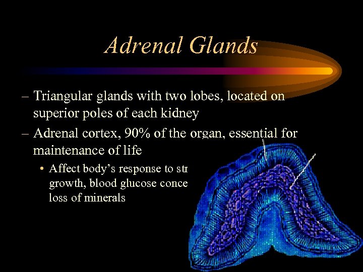 Adrenal Glands – Triangular glands with two lobes, located on superior poles of each