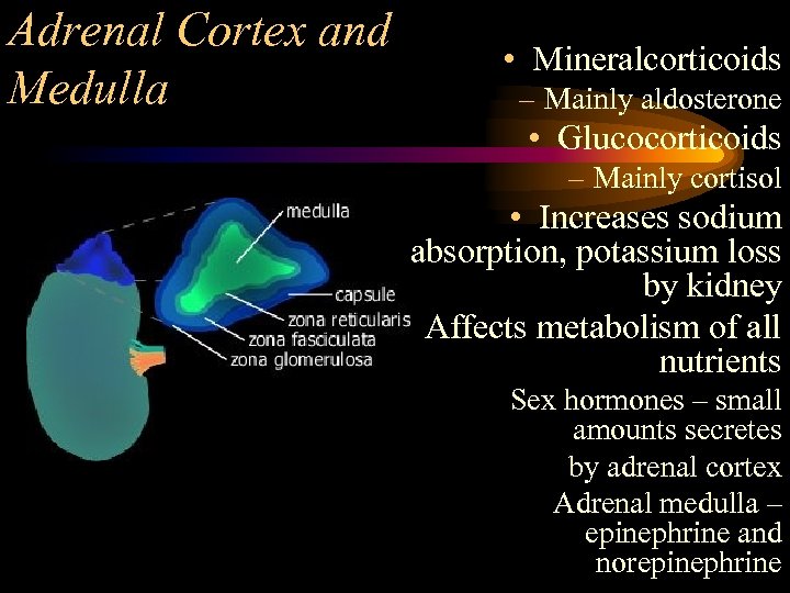 Adrenal Cortex and Medulla • Mineralcorticoids – Mainly aldosterone • Glucocorticoids – Mainly cortisol