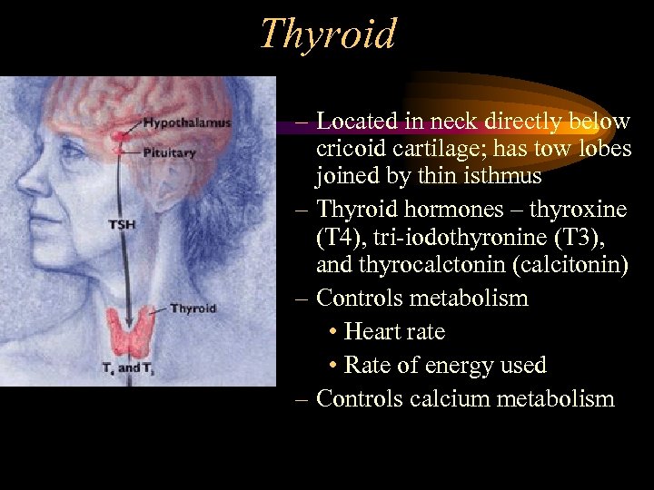 Thyroid – Located in neck directly below cricoid cartilage; has tow lobes joined by