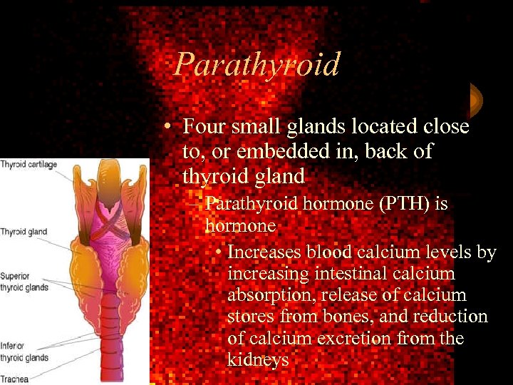 Parathyroid • Four small glands located close to, or embedded in, back of thyroid