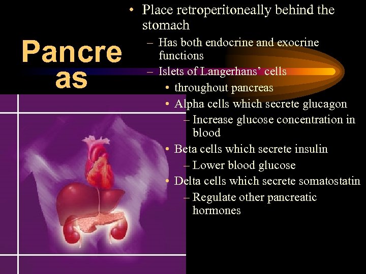  • Place retroperitoneally behind the stomach Pancre as – Has both endocrine and