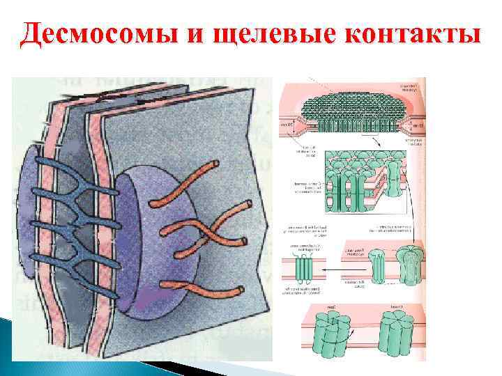  Десмосомы и щелевые контакты 