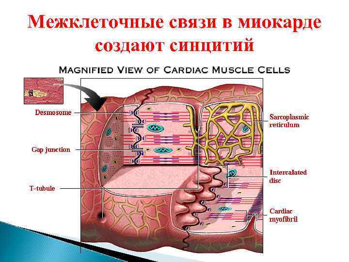 Межклеточные связи в миокарде создают синцитий 