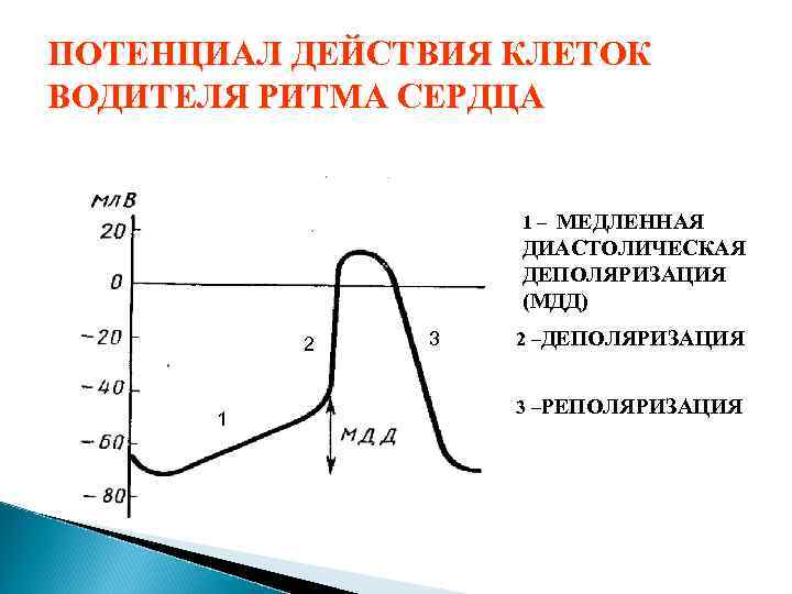 График изменения мембранного потенциала клеток водителя ритма сердца