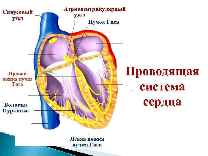 Синусовый узел Атриовентрикулярный узел Пучок Гиса Проводящая система сердца Правая ножка пучка Гиса Волокна