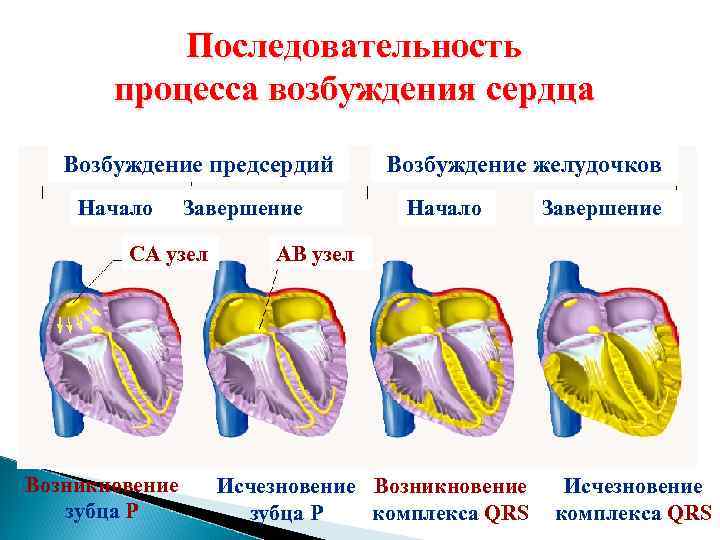 Последовательность процесса возбуждения сердца Возбуждение предсердий Начало Завершение СА узел Возникновение зубца Р Возбуждение