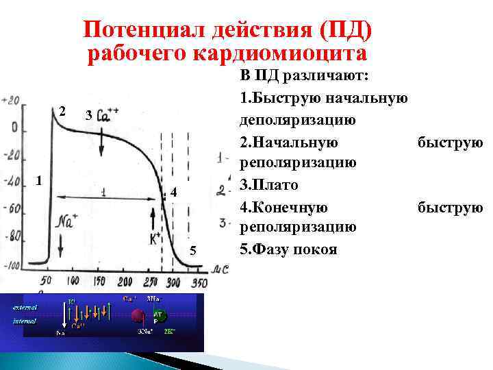 Потенциал действия (ПД) рабочего кардиомиоцита 2 1 3 4 5 В ПД различают: 1.