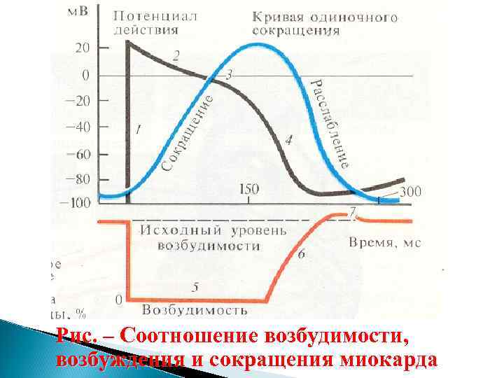 Рис. – Соотношение возбудимости, возбуждения и сокращения миокарда 