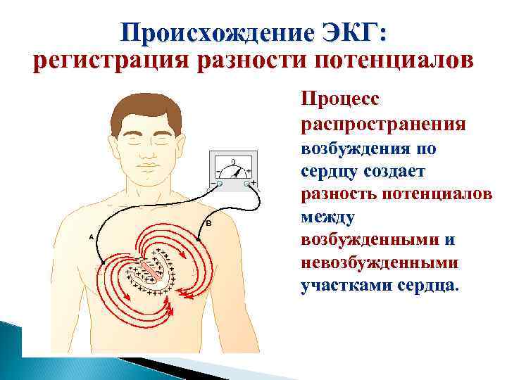 Происхождение ЭКГ: регистрация разности потенциалов Процесс распространения возбуждения по сердцу создает разность потенциалов между