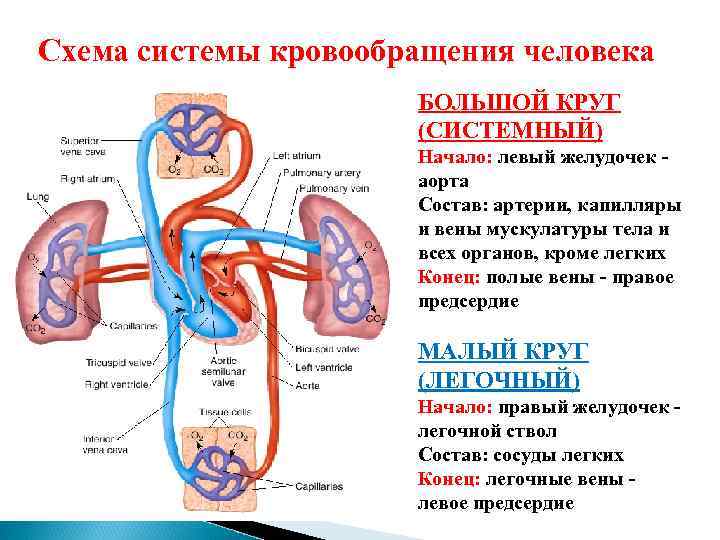 Система кровообращения человека схема