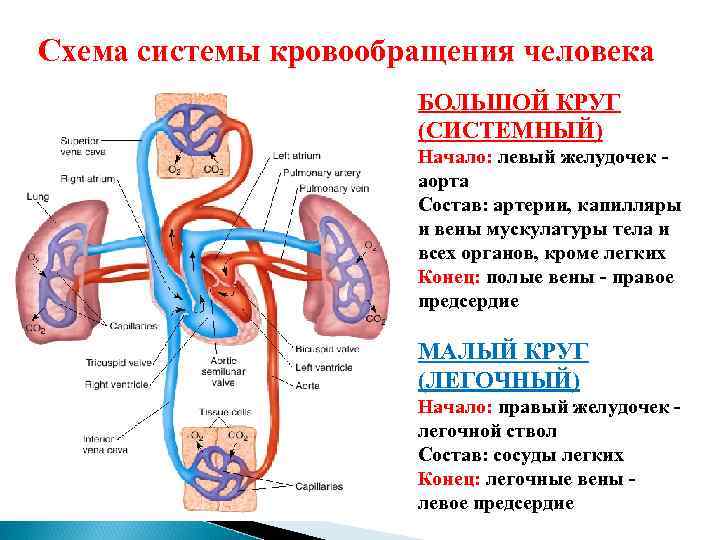 Круги кровообращения человека схема простая