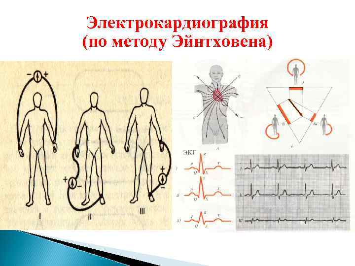 Электрокардиография (по методу Эйнтховена) 