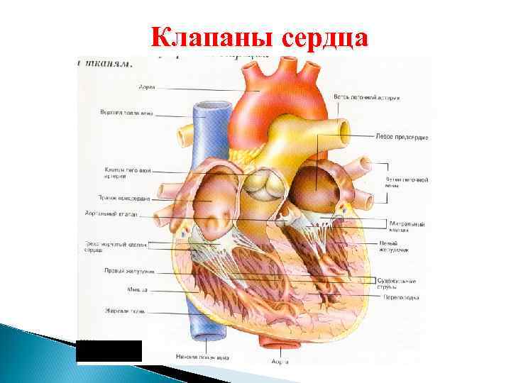 Места проекции клапанов сердца