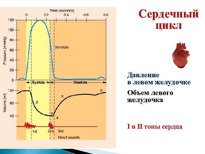 Сердечный цикл Давление в левом желудочке Объем левого желудочка I и II тоны сердца