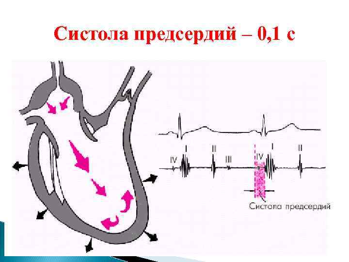 Систола предсердий – 0, 1 с 