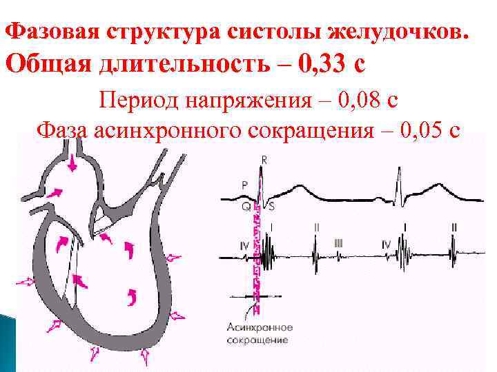 Фазовая структура систолы желудочков. Общая длительность – 0, 33 с Период напряжения – 0,