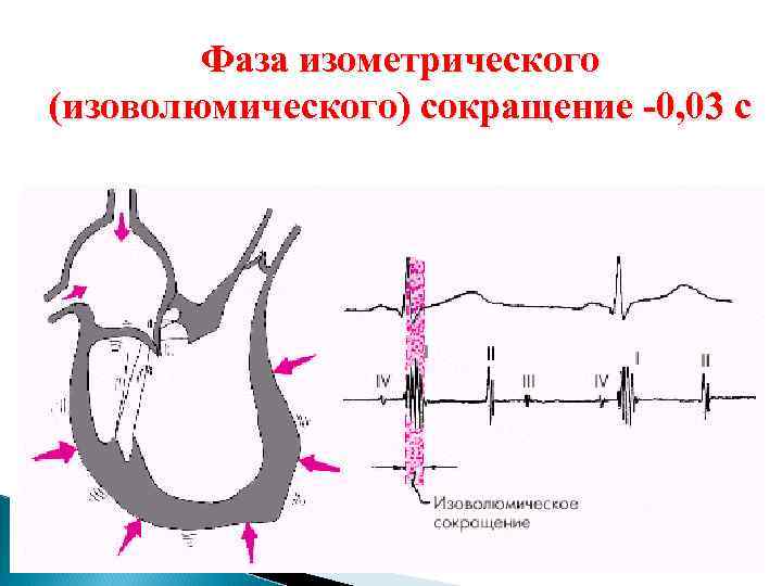 Фаза изометрического (изоволюмического) сокращение -0, 03 с 