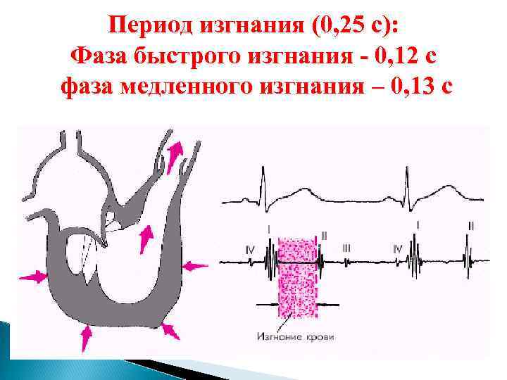 Период изгнания (0, 25 с): Фаза быстрого изгнания - 0, 12 с фаза медленного