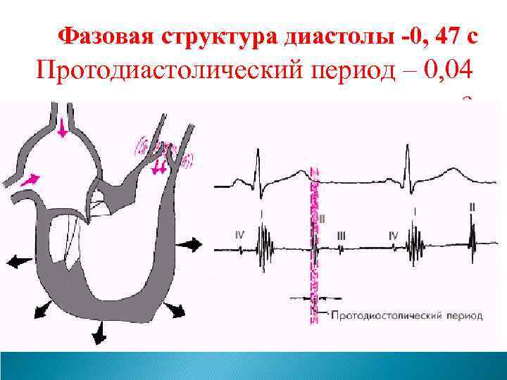 Фазовая структура диастолы -0, 47 с Протодиастолический период – 0, 04 с 