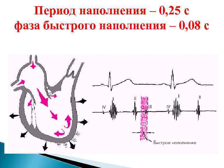 Период наполнения – 0, 25 с фаза быстрого наполнения – 0, 08 с 