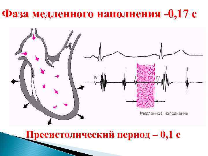 Фаза медленного наполнения -0, 17 с Пресистолический период – 0, 1 с 