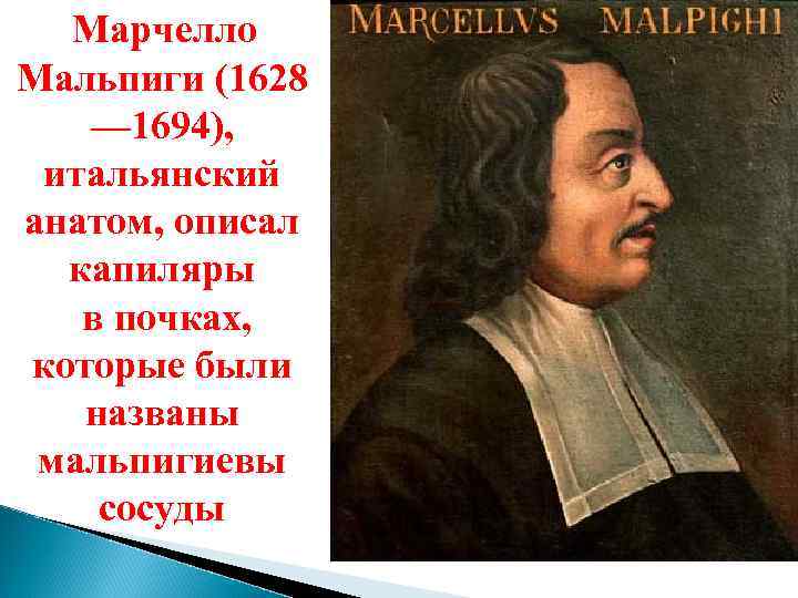 Марчелло Мальпиги (1628 — 1694), итальянский анатом, описал капиляры в почках, которые были названы