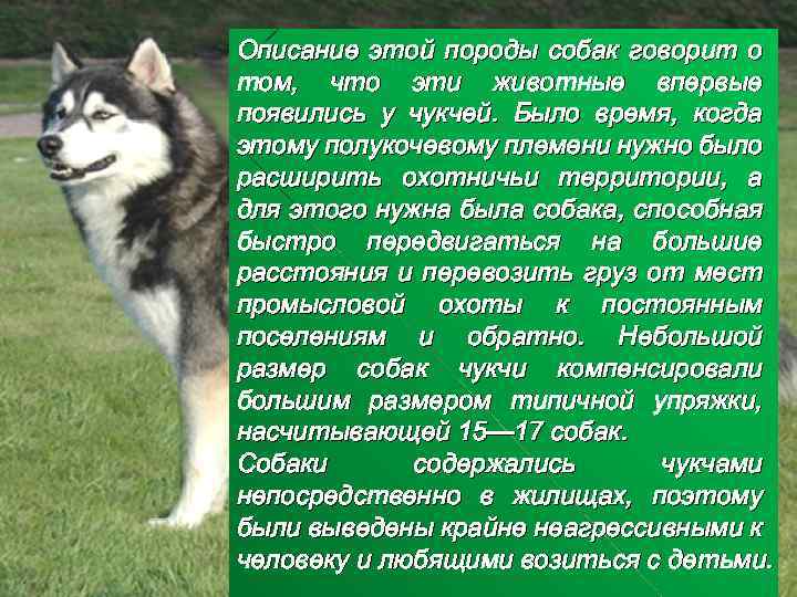 Описание этой породы собак говорит о том, что эти животные впервые появились у чукчей.