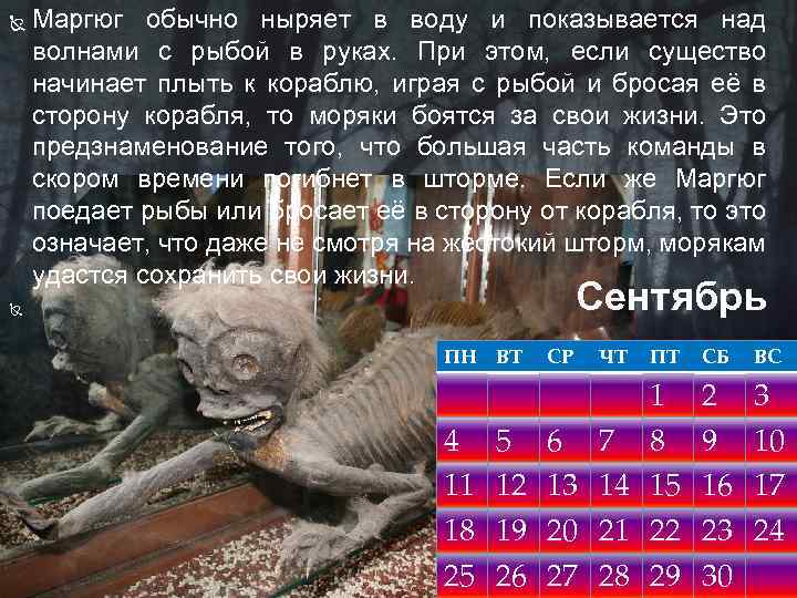  Маргюг обычно ныряет в воду и показывается над волнами с рыбой в руках.