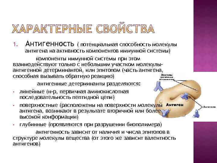1. Антигенность ( потенциальная способность молекулы антигена на активность компонентов иммунной системы) компоненты иммунной
