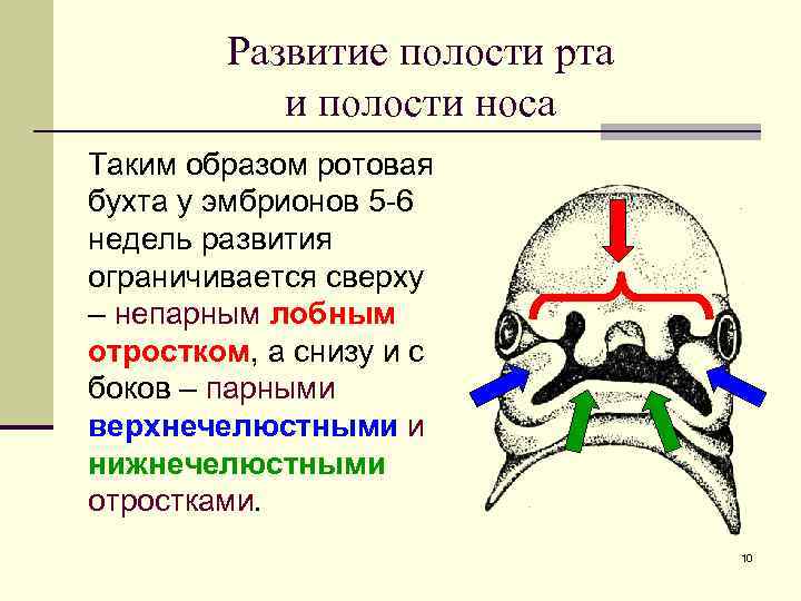 Эмбриогенез ротовой полости презентация